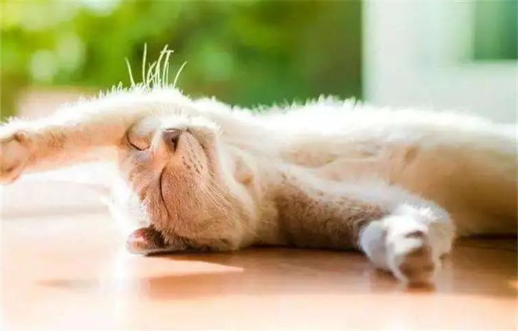 猫咪