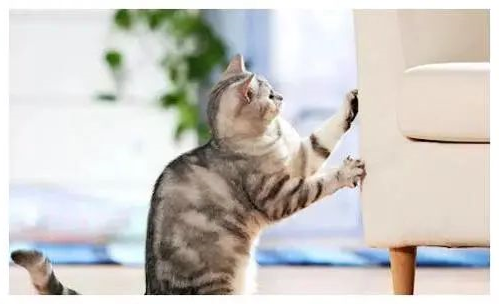 猫咪