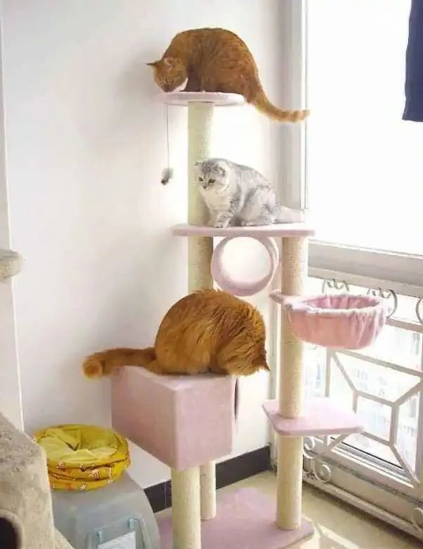 猫咪