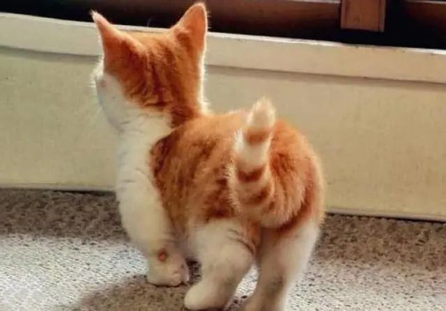 猫咪