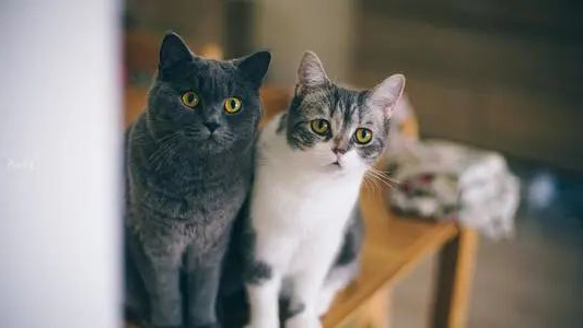 猫咪