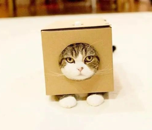 猫咪