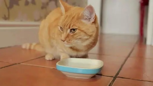 猫咪不爱喝水怎么办