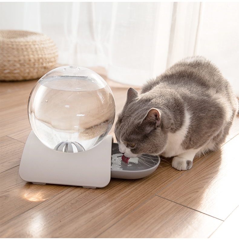 猫咪