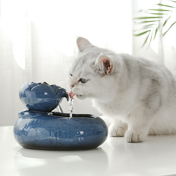 猫咪