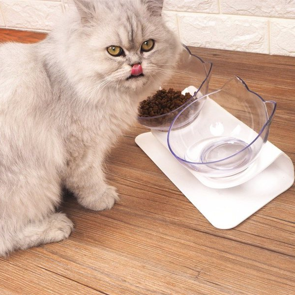 猫咪