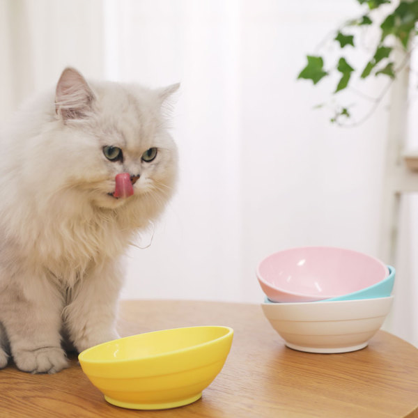 猫咪