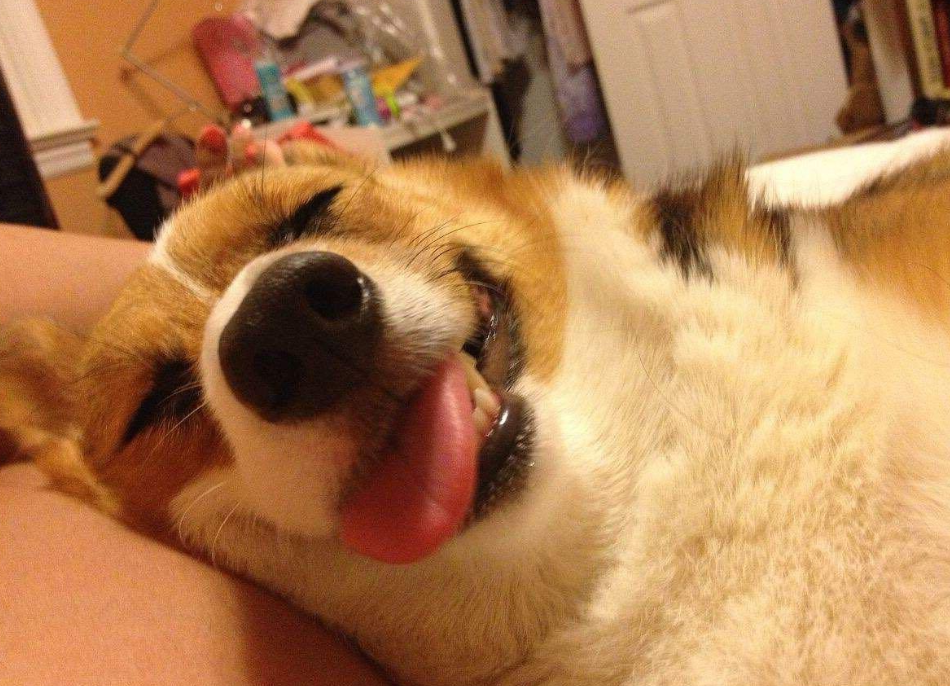 华兴宠物
