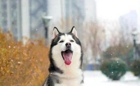 狗狗爱叫怎么办？这六招，教给你