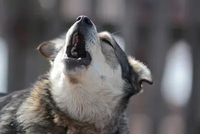 狗狗