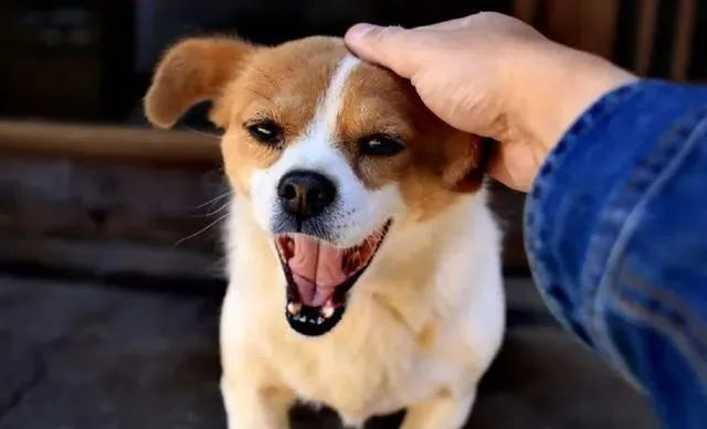 狗狗