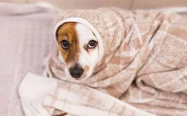 狗狗