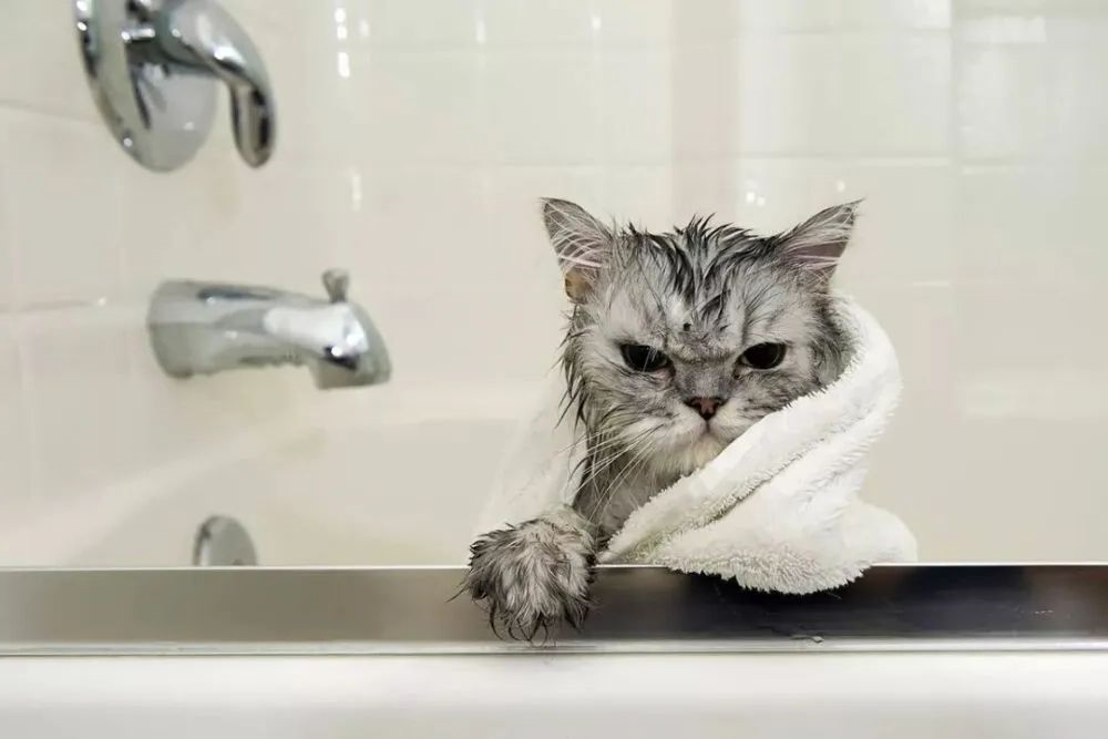 猫咪