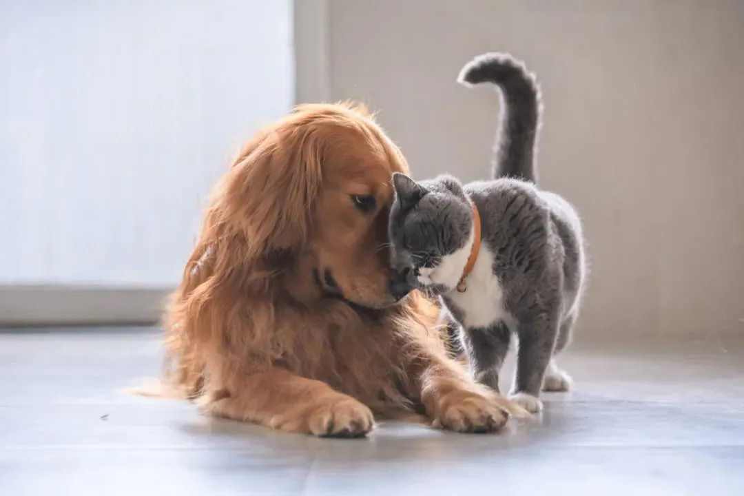 猫狗
