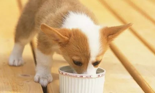 狗狗