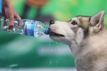 狗狗