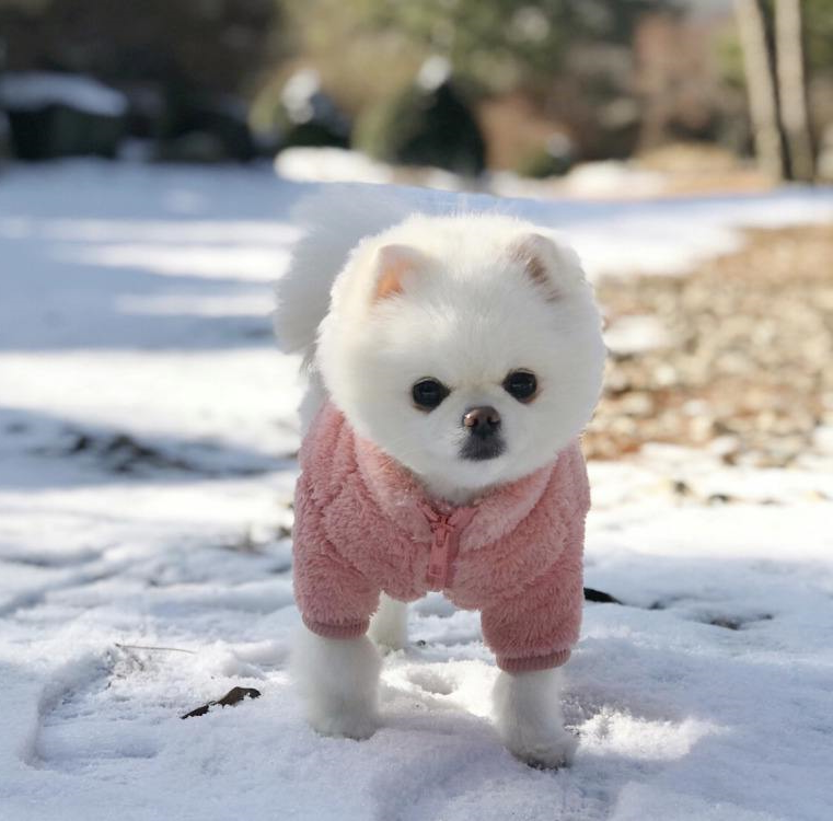 狗狗