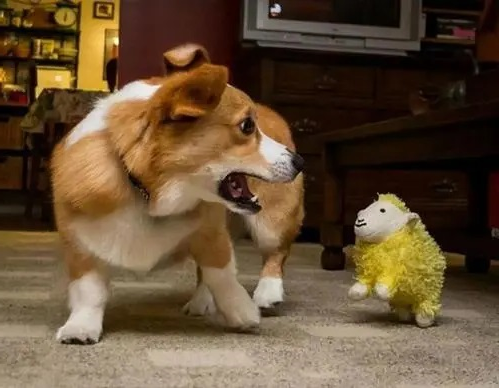 dog
