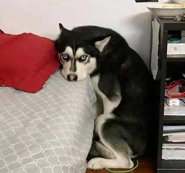 dog
