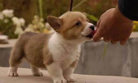 狗狗