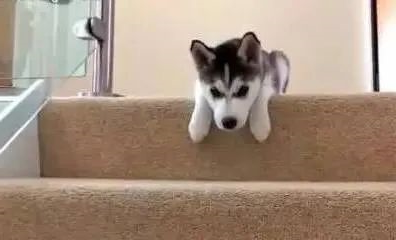 狗狗