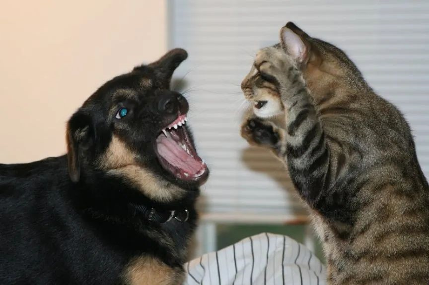 狗狗