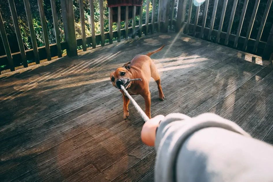 狗狗
