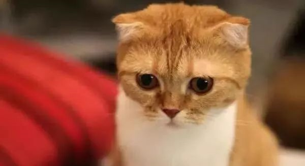 猫咪