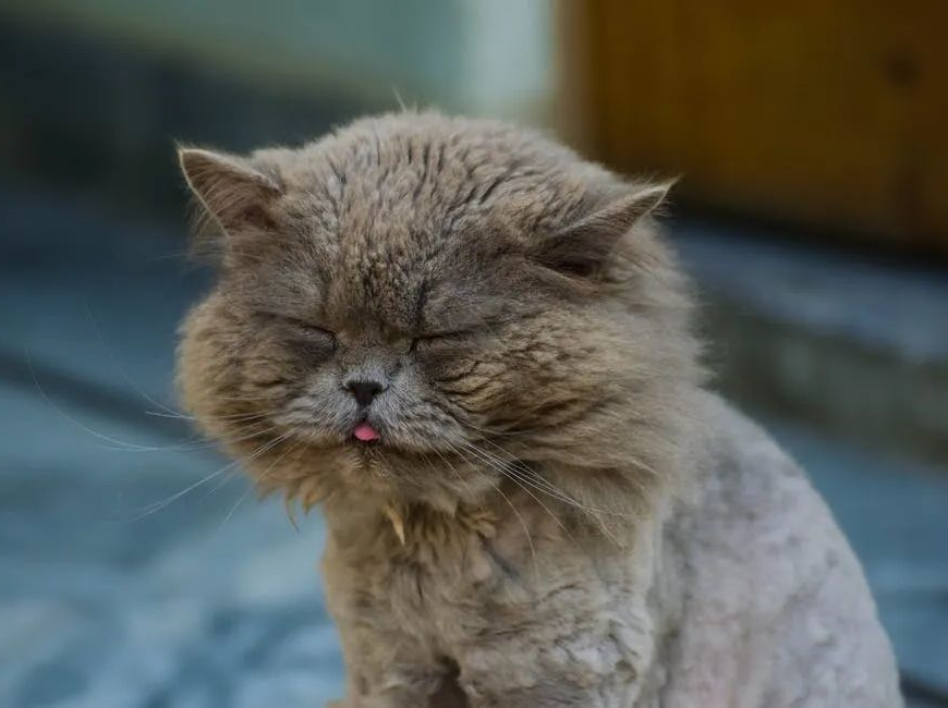 猫咪