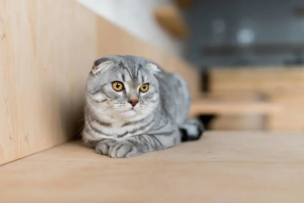 猫咪