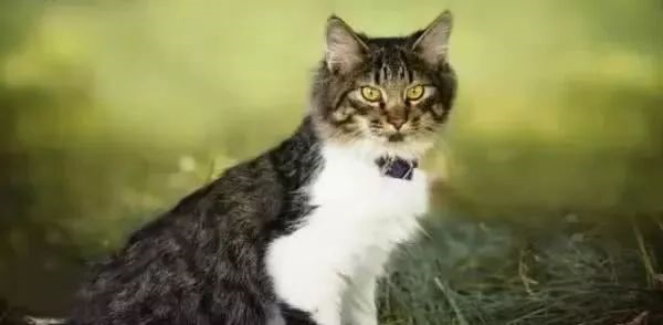 猫咪
