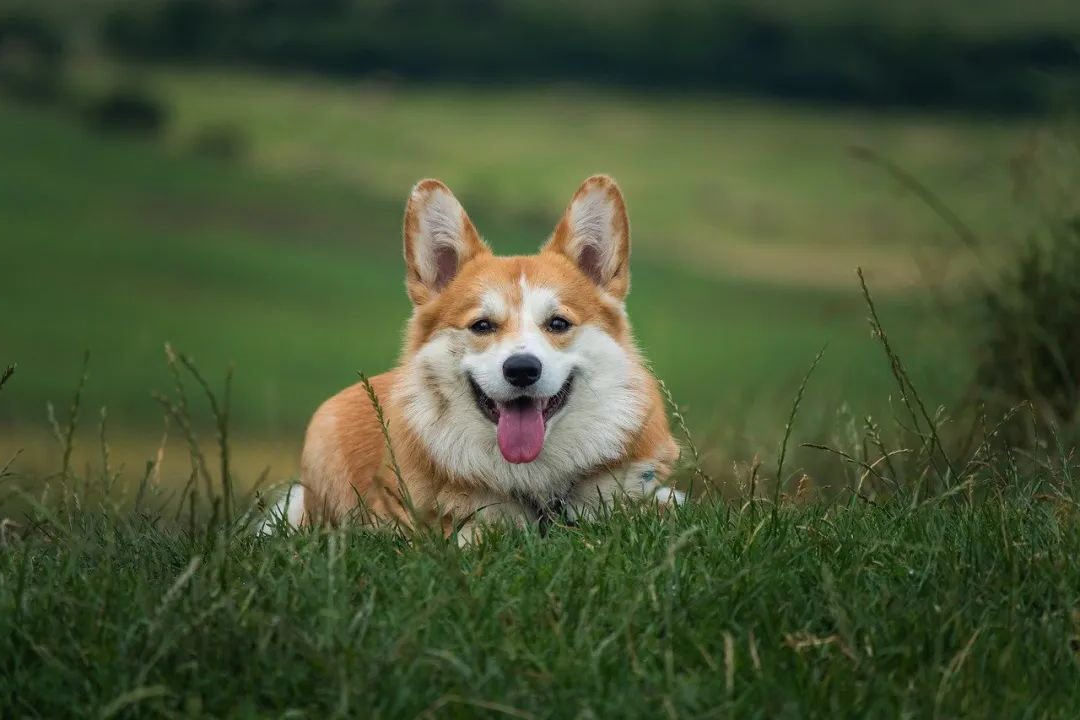 华兴宠物