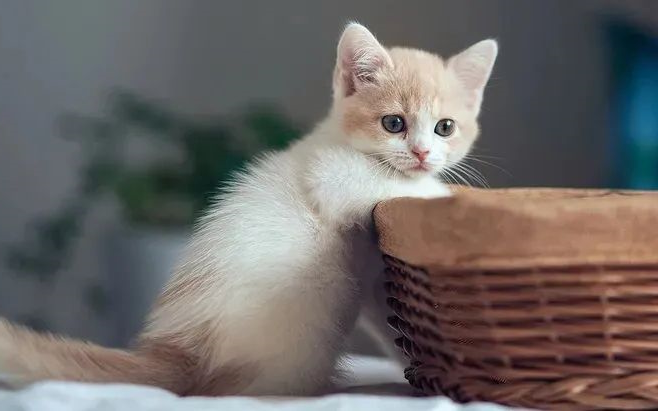 猫咪不听话？其实是你训练它的方法不对