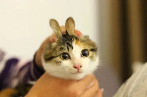 华兴宠物