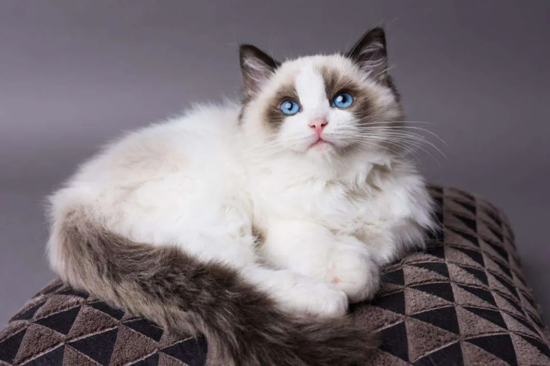 温顺的猫有那些品种你知道吗