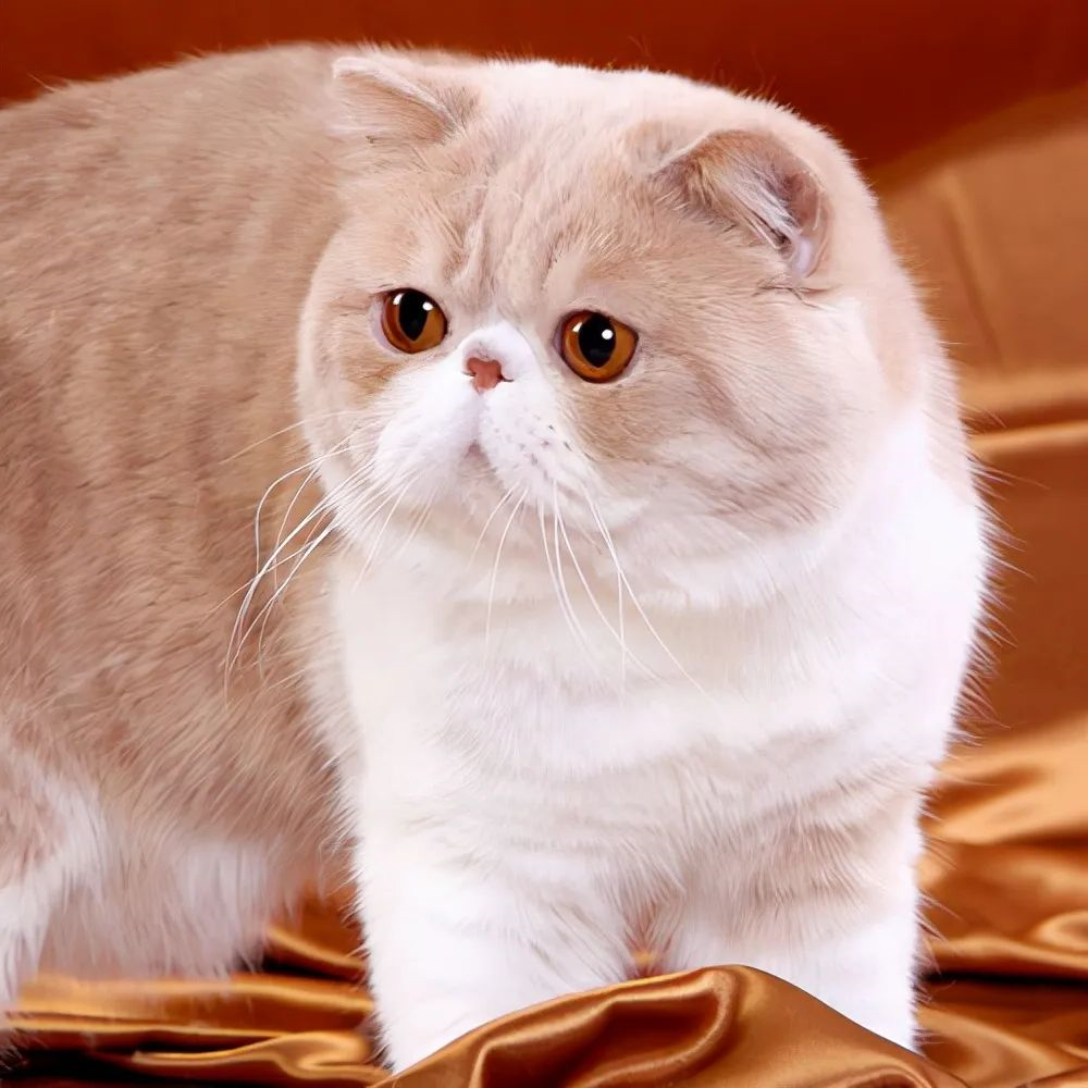 猫咪
