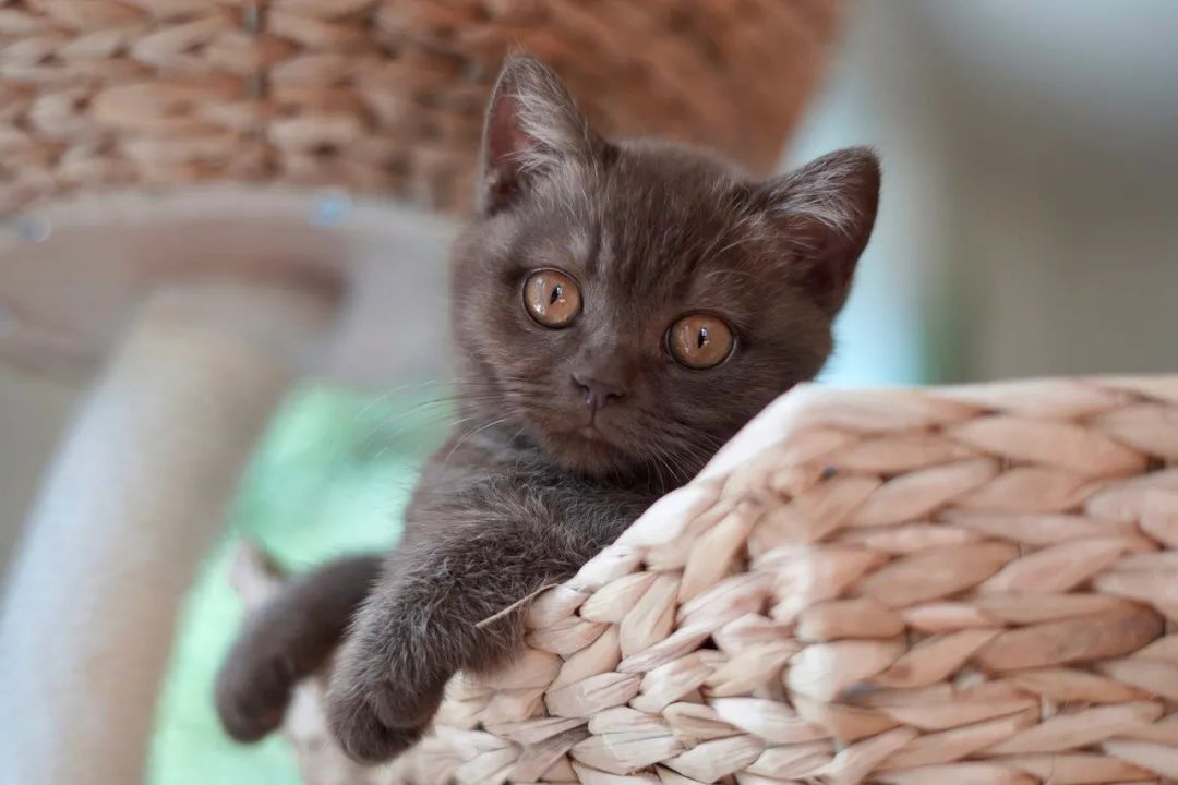 猫咪