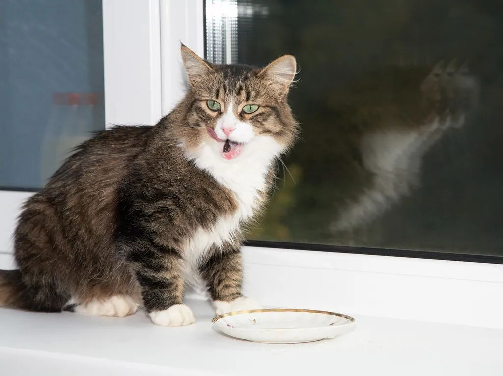猫咪