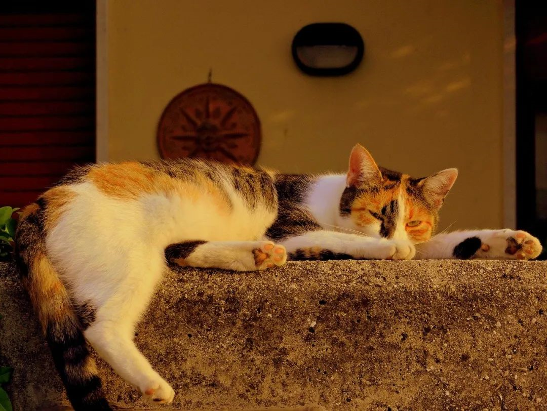 猫咪