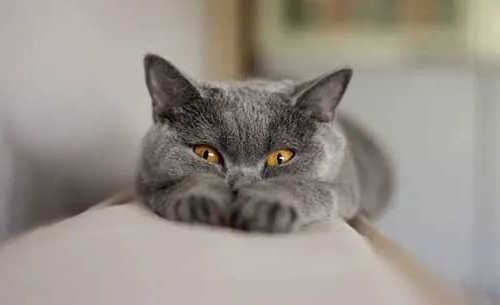 猫咪