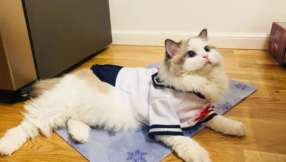 猫咪