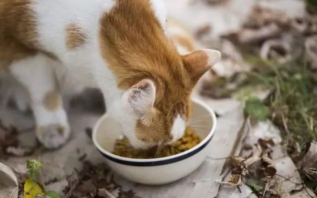 猫咪