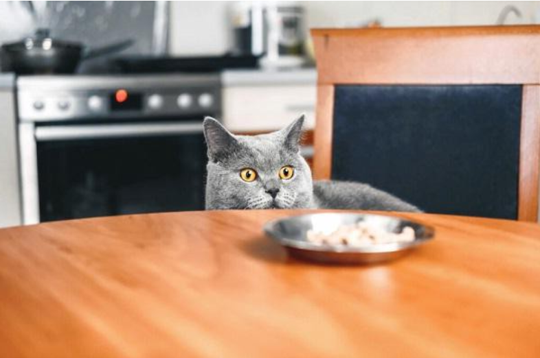 猫咪