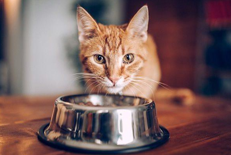 猫咪