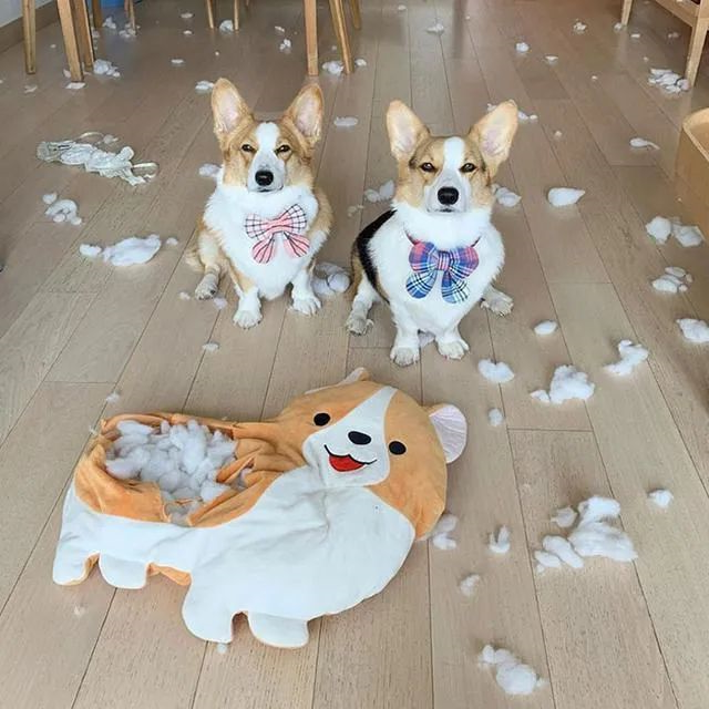 华兴宠物
