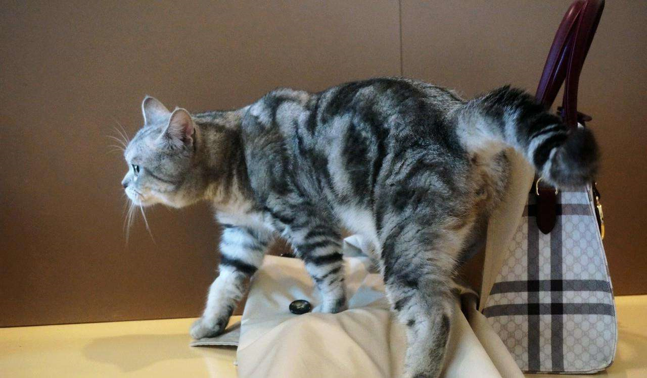 华兴宠物