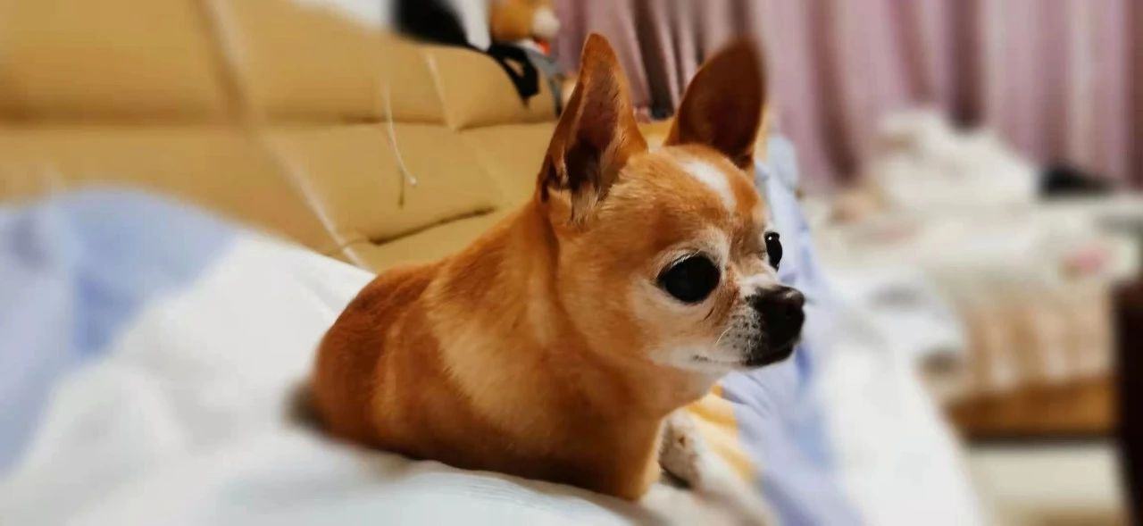 华兴宠物