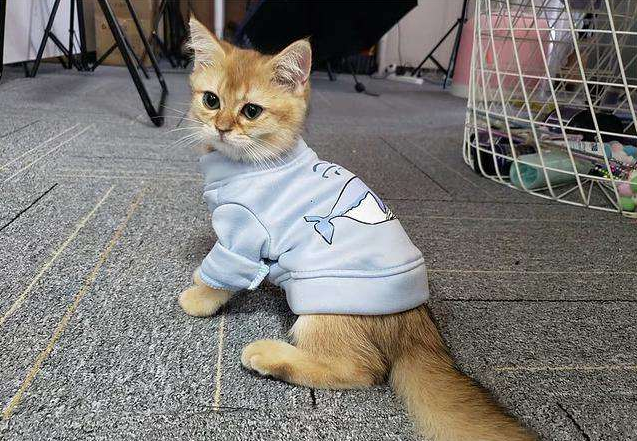 华兴宠物