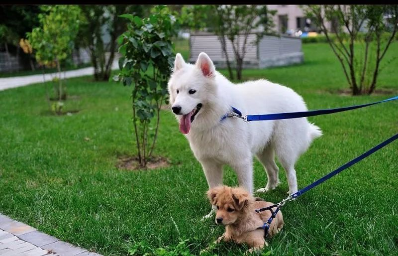 为什么有的狗狗喜欢挖坑？
