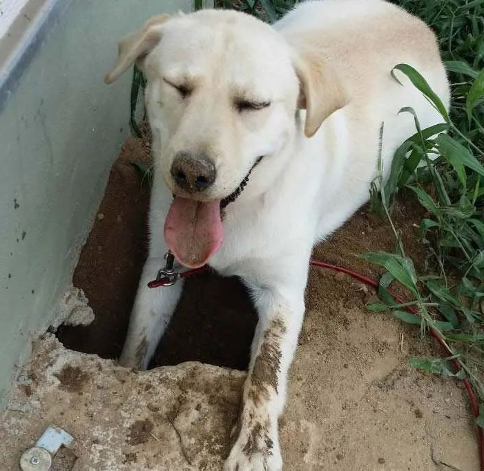 华兴宠物